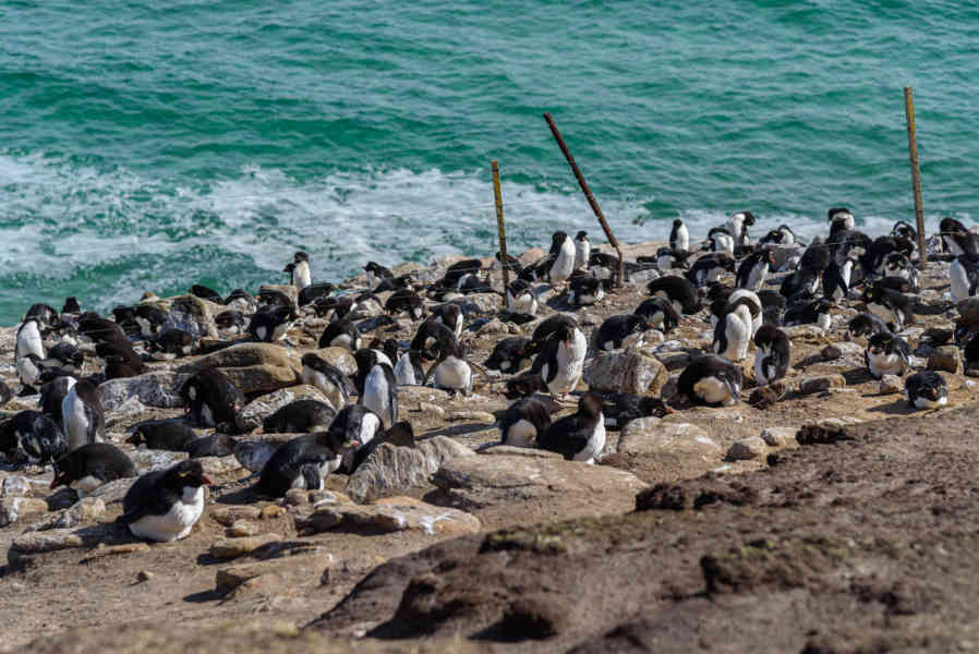 Pingüino Rockhopper - islas Falkland o Malvinas 40.jpg